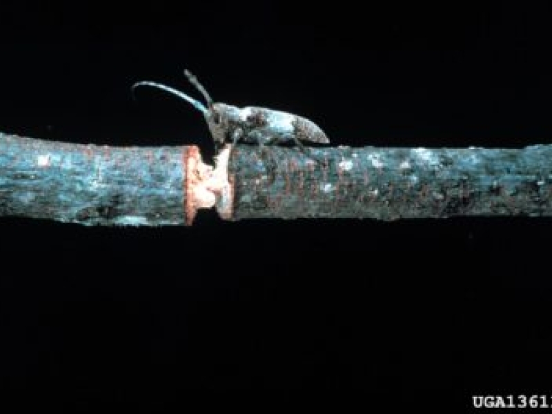 A gallymetsző bogarak azonosítása – Tudjon meg többet a gallymetsző bogarak által okozott károkról
