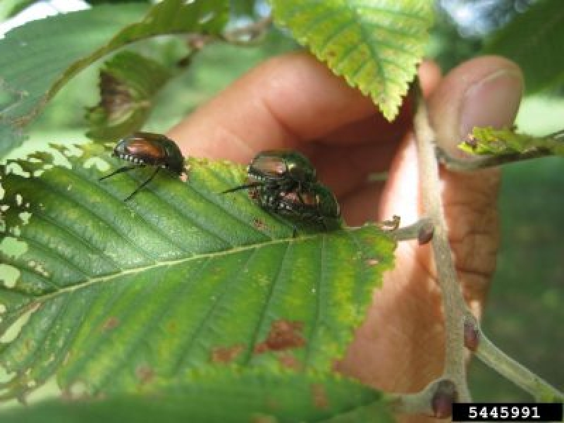 Advance cserkészbogarak a kertekben – Hogyan hatnak a japán bogarak felderítői a kertjére