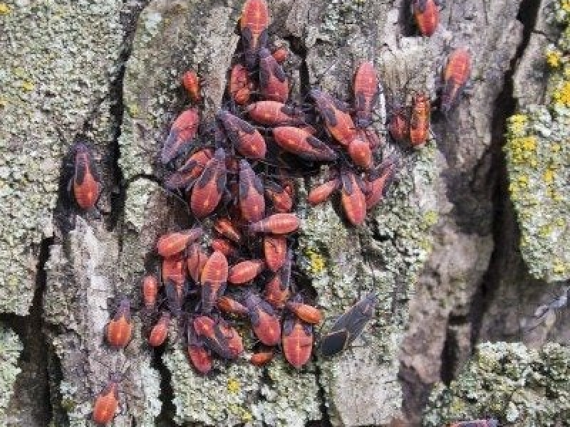 Boxelder poloska elleni védekezési módszerek – Hogyan lehet megszabadulni a Boxelder bogaraktól a kertekben