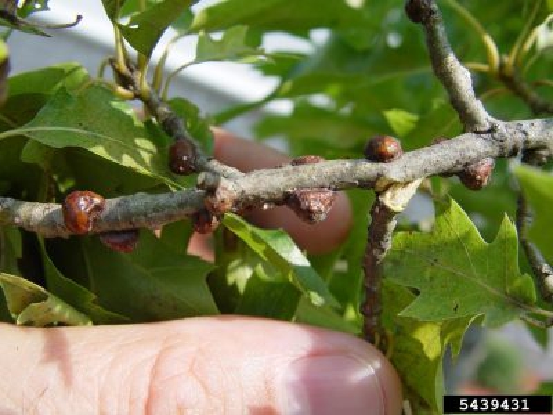 Coccid Soft Scale Rovarirtás: Lágy pikkelyes rovarok kezelése a kertben