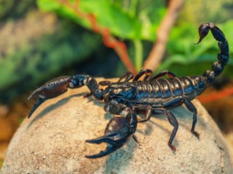 Hogyan lehet megszabadulni a skorpióktól – Tippek a skorpiók irányításához a kertben