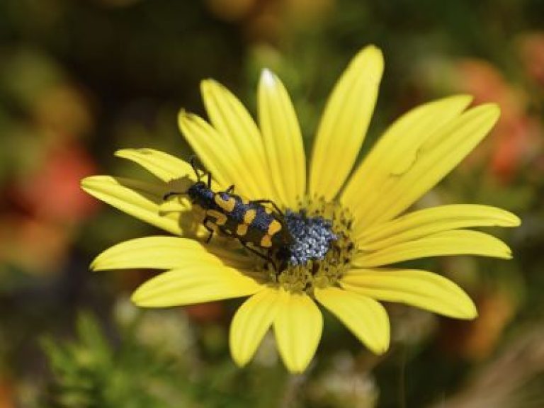 Információk a hólyagbogarakról – Tudjon meg többet a kertekben előforduló hólyagos bogarakról
