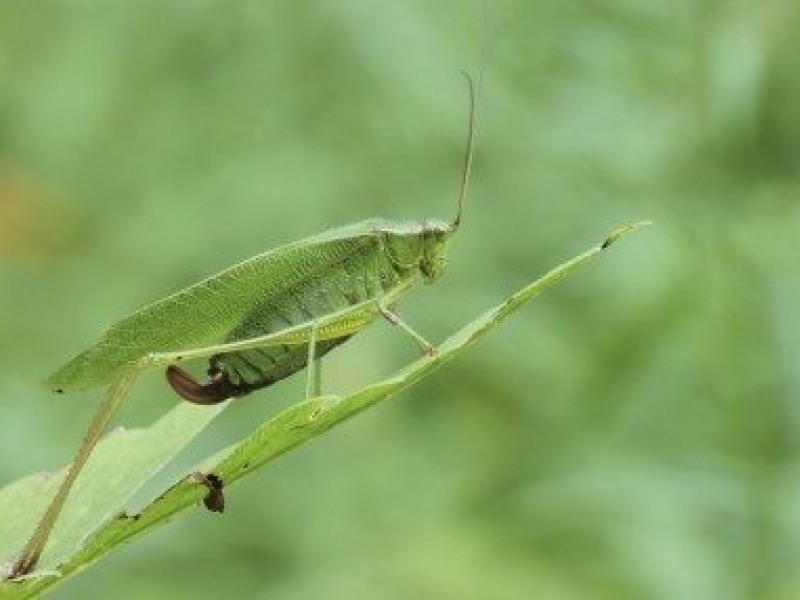 Katydid kerti kártevők – Hogyan lehet megszabadulni a katydid poloskáktól