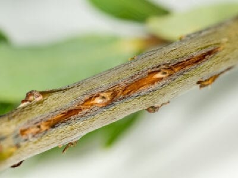 Károsítsák a kabócákat a fákban – Ismerje meg a kabóca rovarok által okozott fák által okozott károkat