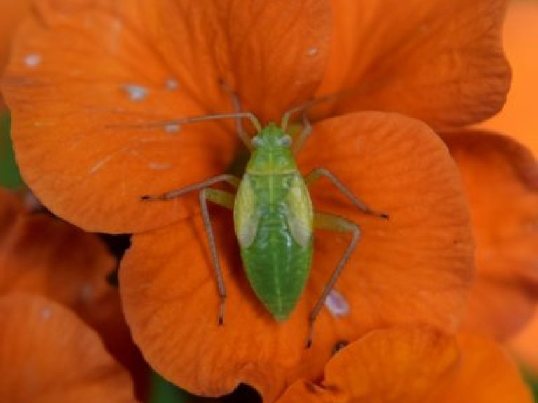 Mi az a Capsid Bug: Tippek a kapszid poloska elleni védekezéshez a kertben