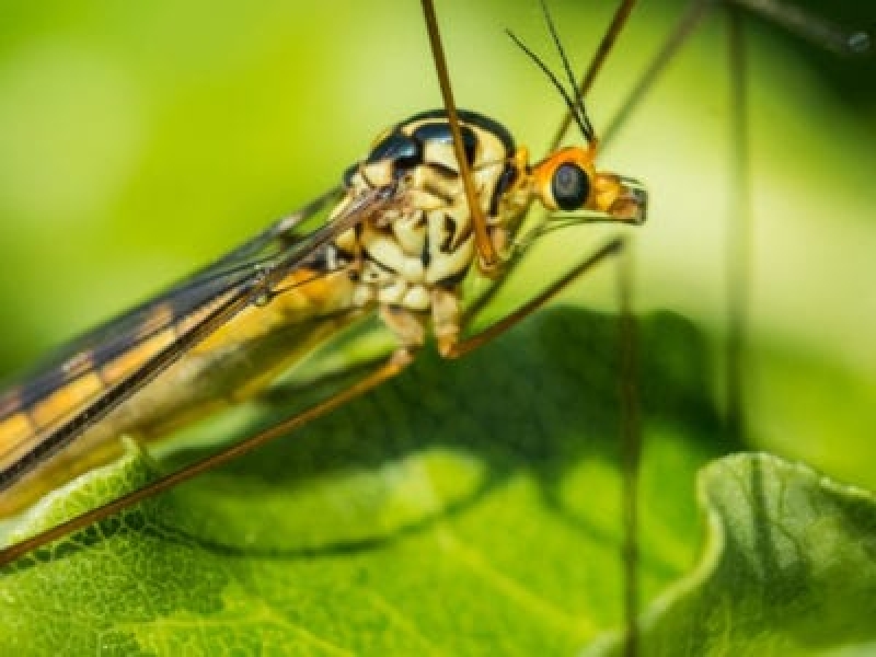 Mik azok a bőrdzseki rovarok – Tippek a bőrkabát grubszabályozásához