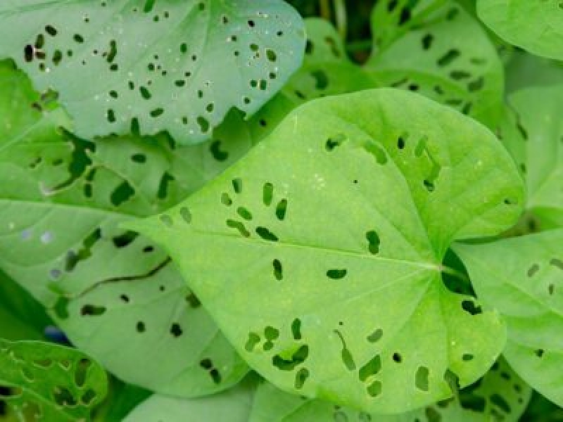 Mit eszik a kertem levelei – Mit tegyünk a leveleket evő rovarok ellen