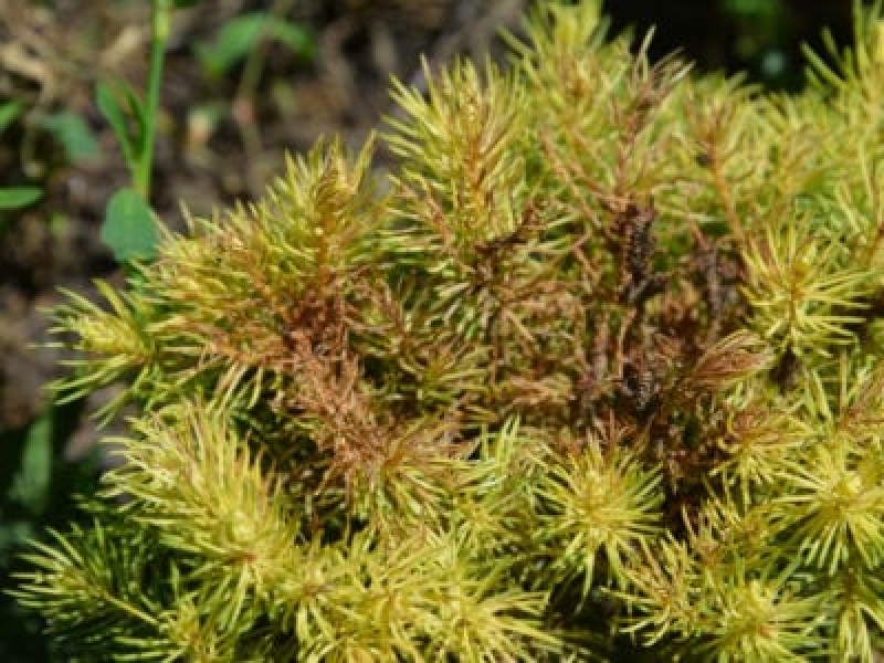 Spider Mite Tree Control – Ismerje meg a takácsatkák elleni védekezést a fák számára