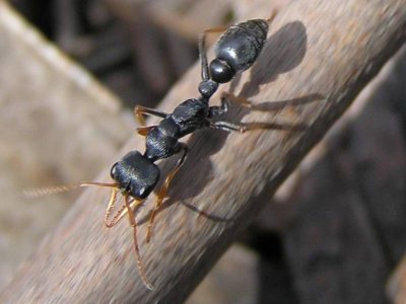 Tények az ausztrál ugróhangyáról – A jack jumper hangyák ellenőrzése kertek közelében